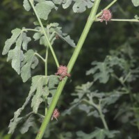 Urena lobata subsp. sinuata (L.) Borss.Waalk.